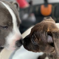 Staffordshire Bull Terriers from Wheeler's Staffys