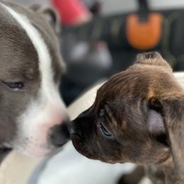 Staffordshire Bull Terriers from Wheeler's Staffys