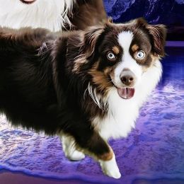 Miniature Australian Shepherds and Toy Australian Shepherds from Royal Spur Aussies