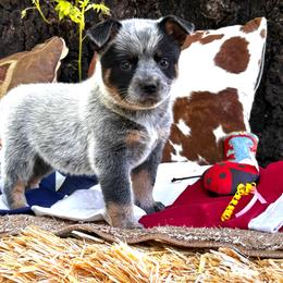 Cookie - Blue speckled female Australian Cattle Dog puppy in Red Bluff, California from Route 99 Heelers