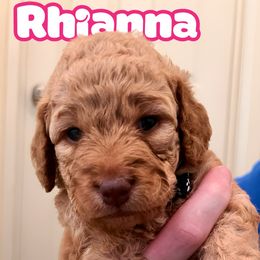 Goldendoodle Puppies from Kid's Best Doodle