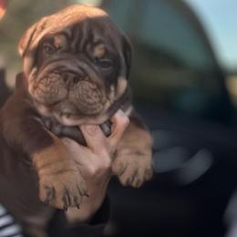 Snickers - Chocolate tri-color male Bulldog puppy in Seattle, Washington from mama Myra bulldogs