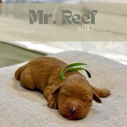 Mr. Reef - Red  male Goldendoodle puppy in Pensacola, Florida from Ruby Pupper Doodles