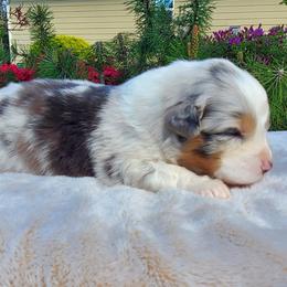 Perry - Blue merle male Australian Shepherd puppy in Olympia, Washington from Echelon Australian Shepherds