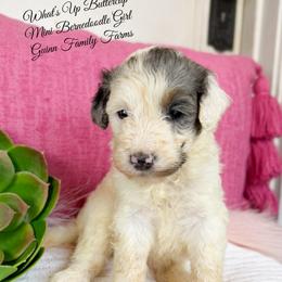 What is Up Buttercup - Merle female Bernedoodle puppy in Grove, Oklahoma from Guinn Family Farms