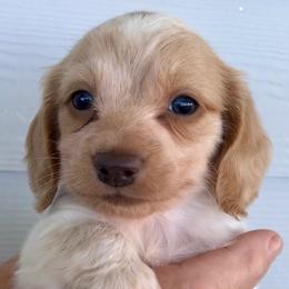 AKC BOY 1 - Piebald male Dachshund puppy in Bolivar Peninsula, Texas from A and G Dachsunds