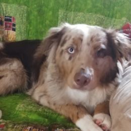 Jayda - Australian Shepherd