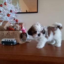 Shih Tzu Puppies from Tiny Bubbles Shih Tzus