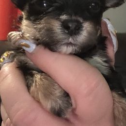 Boy 2 - Black and tan male Morkie puppy in Pittsburgh, Pennsylvania from Maria's Morkies & More