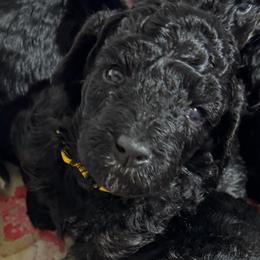 Yellow - Phantom female Poodle puppy in Simms, Texas from Donna’s Aussies & Pink Heart Poodles