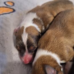 Sable male with large spot right shoulder - Sable male Pembroke Welsh Corgi puppy in Purcellville, Virginia from Rhone River Farm Pembroke Welsh Corgis
