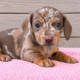 Pearl - Chocolate and tan female Dachshund puppy in Warm Springs, Arkansas from Seven Hills Arkansas