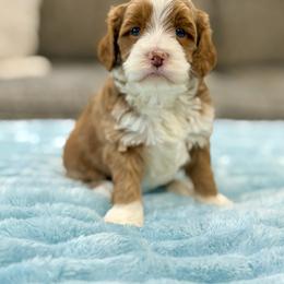 Superman - Caramel male Australian Labradoodle puppy in Calhoun, Louisiana from Arrowhead Australian Labradoodles
