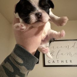 Shih Tzu Puppies from Irma Herrera
