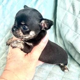 Girl 3 - Black and tan female Chihuahua puppy in Orlando, Florida from iLuvChihuahuas