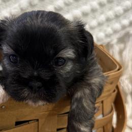 Shichons from Burton Creek Puppies