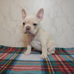 Tonya - Cream female French Bulldog puppy in Citrus Heights, California from Cali Rooted Bullyz