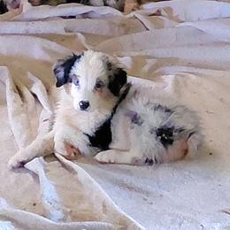 JENNA - Blue merle female Australian Shepherd puppy in Elk Creek, Missouri from Hearts on Fire Australian Shepherds
