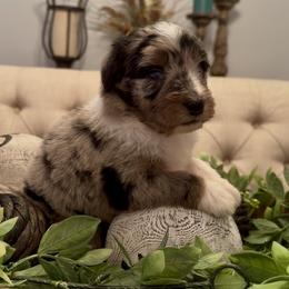 Marigold - Blue merle female Aussiedoodle puppy in Cartersville, Georgia from Simply Blessed Doodles