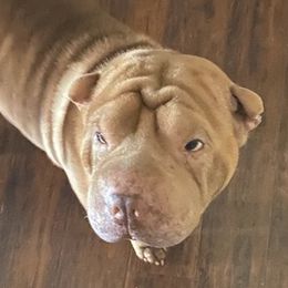 Chinese Shar-Pei from Shar Pei Love