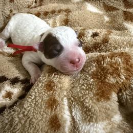Mr Bombastic - Blue male Australian Cattle Dog puppy in Marana, Arizona from Cactus Heelers Arizona
