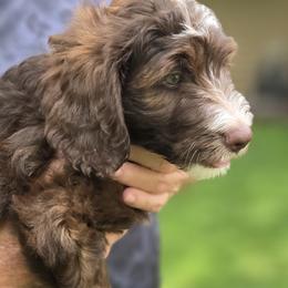 Bernedoodle Puppies from Sandra Bucher