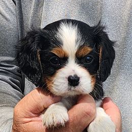 Rosie - Tri-color female Cavalier King Charles Spaniel puppy in Binger, Oklahoma from King of the Hill Cavaliers