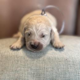 Mr Gray - Light golden male Golden Retriever puppy in Patterson, California from Trusted Valley Retrievers