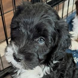 Thunder - Black tri-color male Aussiedoodle puppy in Mesa, Arizona from Sweet AZ Doodles
