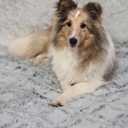 Lianna - Shetland Sheepdog