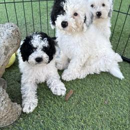 Dot - Black and white female Cockapoo puppy in Crosby, Texas from Painted Rose Poodles and Doodles