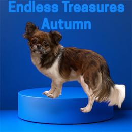 AUTUMN - Red female Mi-Ki puppy in Raintree Plantation, Missouri from Endless Treasures