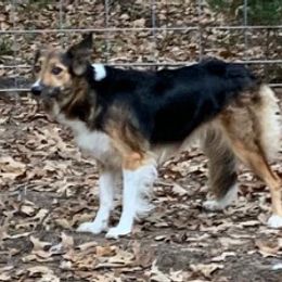 Fiona - Border Collie