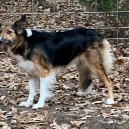 Fiona - Border Collie