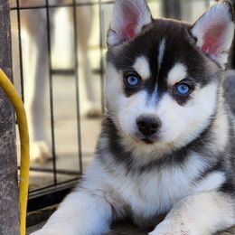 Shiloh - Pomsky puppy in Elkton, Maryland from Pomsky Palace llc