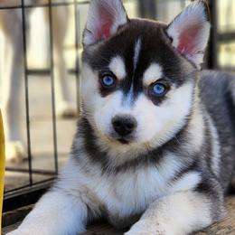 Shiloh - Pomsky puppy in Elkton, Maryland from Pomsky Palace llc