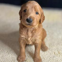 Caramel - Red  female Goldendoodle puppy in Summerville, South Carolina from Pawmazing Doodles