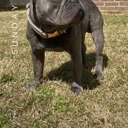 Yoshi - French Bulldog