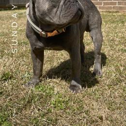 Yoshi - French Bulldog