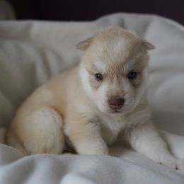 Nessa - Red and white female Siberian Husky puppy in Wiscasset, Maine from Running with Huskies