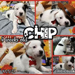 Chip - Blue male Australian Cattle Dog puppy in Fife Lake, Michigan from Kurczak Farm LLC