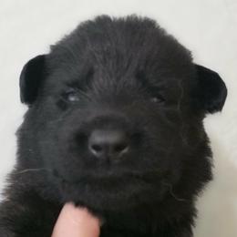 Purple collar - Black female German Shepherd puppy in Oscoda, Michigan from Sstar
