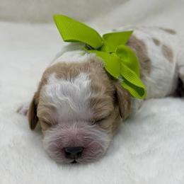 Lovie (Lime Collar) - Apricot female Australian Labradoodle puppy in Mount Gilead, North Carolina from Tillery Labradoodles