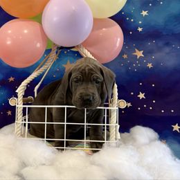 Simon - Blue male Great Dane puppy in Westland, Michigan from Lazuli Great Danes