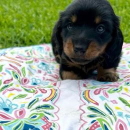 Sprout - Black and tan male Dachshund puppy in Mabank, Texas from Lovin’ Li’s Furry Sausages