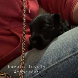 Daisy - Brindle female Scottish Terrier puppy in Mancelona, Michigan from Stefany Farm of Happiness