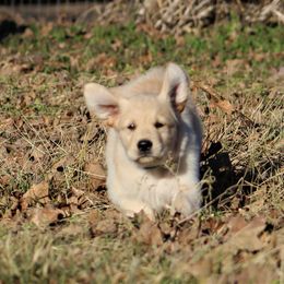 Golden Retriever Puppies from Golden Barnes Kennel