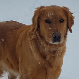 Uriah - Golden Retriever