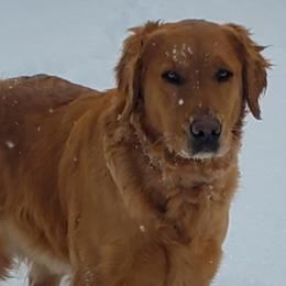 Uriah - Golden Retriever