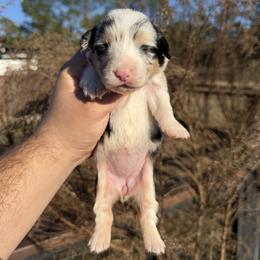 Flora - Fluffy Corgi (Financing Available) - Blue merle and white female American Corgi puppy in Inverness, Florida from Canaan Farm Corgis